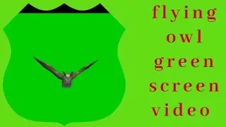 flying owl green screen video