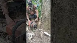 HIGH SPEED CUTTING TEAK WOOD#shorts