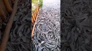 Hybrid Magur Fish 🦈 Feeding Time 😮 #feeding #catfish #shorts
