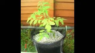DIY: Low Cost Hydroponic dripper system