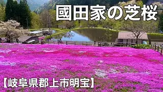 岐阜県郡上市明宝【國田家の芝桜】へサイクリング