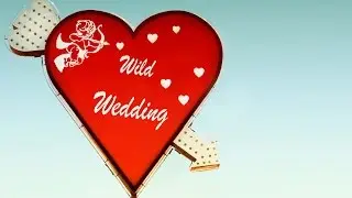 Wildwedding - wedding photography