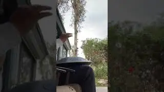 Random note jam. RAV vast G Pygmy w/ birds and my dogs leash