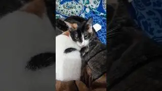 &ldquo;Daily life of Indian street cats 🐾&rdquo; #youtubeshorts #funny #comedy #cat