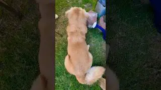 Look At This Loaf Of Bread Golden-Corgi Dog Breed|Fluffy Coat #tricolor #doglife #doglover #adorable