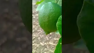 lemon jumbo, lemon california