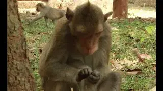 Daily april Mama Monkey /How To See april Monkey Walk around North Baksei Cham krong Temple Compound