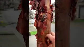 Acer griseum exfoliating #mapletrees #trees #treebark #redsealvas #landscaper #gardening #garden