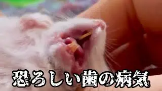 ハムスターの不正咬合について