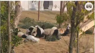 10 Giant Panda Toddlers Get Bamboo Shoots at Gengda Valley on Explore org