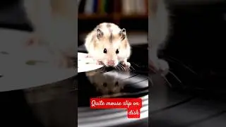 mouse music #pets #animal #ytshorts #sadshayarishortsfeed
