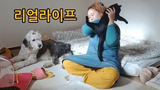 이게 진짜 관찰 카메라 브이로그 리얼 라이프 (우리는 뭐 이렇게 살아요) #Vlog #cat #dog