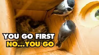 After Days of Practice, Cute Chickadee Nestlings Take Their First flight