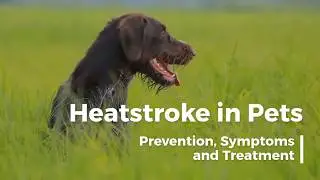HEATSTROKE IN PETS - Prevention, Symptoms and Treatment