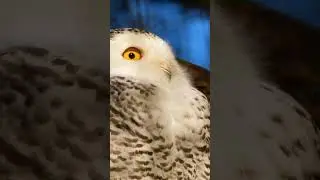 Snowy Owl #shortvideo #foryou #shorts #animals #snowyowl