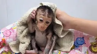 Monkey Boy Refresh Bathing with Grandma - Live via OneStream Live