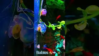 Natural Aquarium Setup | We all love babies and mine have lots!