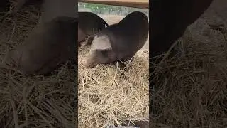 Pigs eating straw  @UncleTimsFarm #k&auml;rnəv&oacute;r