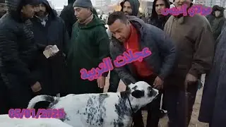 عجلات التربية 🐂🐂 سلالات متنوعة مباشرة من سوق فاس المغربية 🇲🇦🇲🇦 اللهم بارك مع الاتمنة البرطاج 🙏🥰