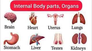 Human body Internal parts Hindi & English with picture / मानव शरीर के अंग Hindi & English -: