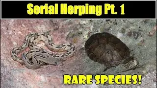 Serial Herping Out West Part 1 - Texas and Arizona