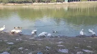 Big Duck Swimming lake | Black swan #duck #ducklings #animal