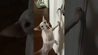 Peterbald asks for treats