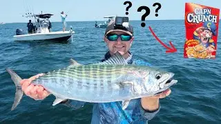 Atlantic Bonito Catch Clean & Cook (Live baiting)