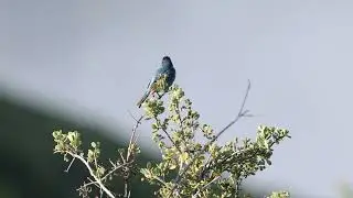 Indigo Bunting in Santa Cruz Mountains, June 2025