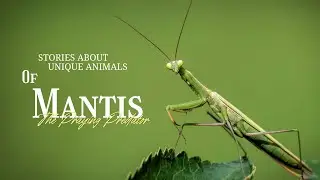 The Insect That Can See in 3D