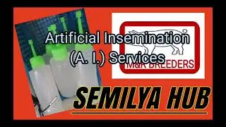 Artificial Insemination in swine Breeding