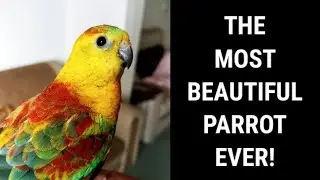 Is This The Most Beauftul Parrot Ever??? ❤ ❤ ❤ Red Rumped Parrot Singing 😍