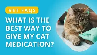 Cat Medication: Vet Tips and Tricks for Stress-Free Administering