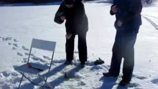 Pimpla vid p&ouml;len