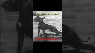 Dog of note: Super Gnat's Gr.Ch. Angus #dogtalk #sportingdogs #gamedog #apbthistory #apbt #pitbull
