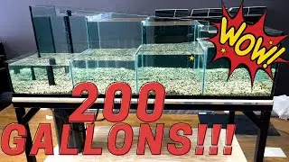 Fish Store Waterfall Display Tank Setup | FREE GIVEAWAY!!!