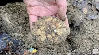 White truffle hunting in Tuscany | Ricerca tartufo Bianco trifola in Toscana | Siena Tartufi