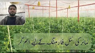 Excellent tip for tomato tunnel farmer!