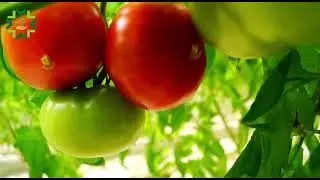 AGRİMAN CONSULTİNG MMC
