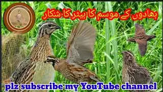 batair ki awaz mp3//quail hunting sound mp3 #female quail sound//@Sawalhunting-sn9vs
