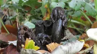 Honingzwammen, vliegjes en maden