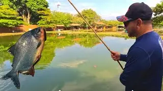 FISHING FOR AMAZONIAN SPECIES IN THE COUNTRY OF COLOMBIA | THIS FISH LOOKS LIKE A PIRANHA. PINK FISH