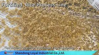 Fortified Rice Line: Efficient Nutrient Conversion Platform#rice   WhatsAppWeChat:+8618906444280
