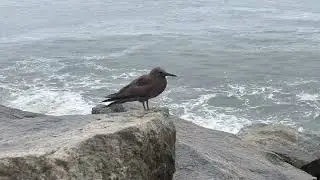 Brown noddy 