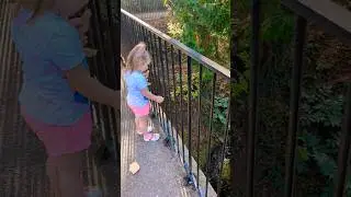 Toddler girl feeding ducks in the park #shorts