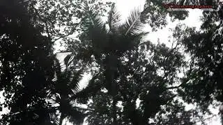 Monsoon Beauty of Goa  2020  Waterfall _ 1