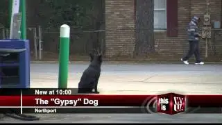 The Gypsy Dog