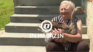 Neobično prijateljstvo - guska kao kućni ljubimac i najbolja prijateljica I IN magazin