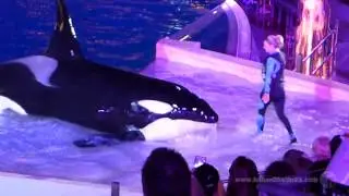 Рождественское чудо Шаму — полное шоу SeaWorld San Diego 2014
