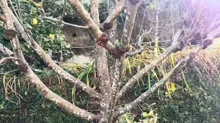 Protect Apple Tree from Sun Scald and canker(November Month)#Shimla #Apple tree